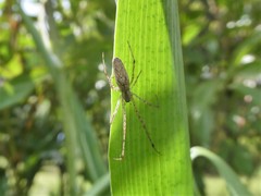 Tetragnatha montana