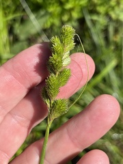Carex tribuloides tribuloides