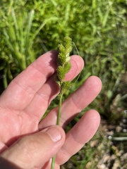 Carex tribuloides tribuloides