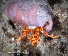 Ciliopagurus strigatus