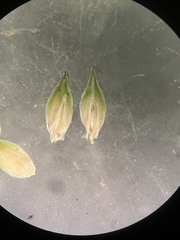 Carex tribuloides tribuloides
