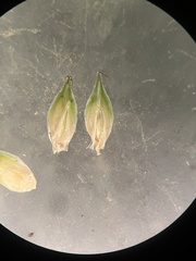 Carex tribuloides tribuloides