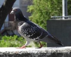 Columba livia