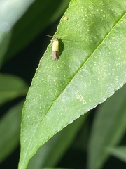 Opogona nipponica