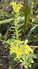 Lasiosiphon anthylloides