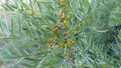 Hippophae rhamnoides rhamnoides