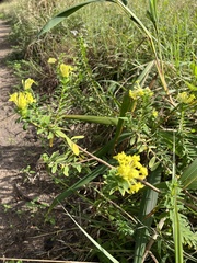 Lasiosiphon anthylloides