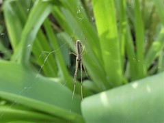 Tetragnatha montana