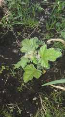 Fuertesimalva limensis