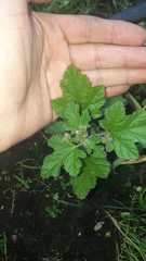 Fuertesimalva limensis