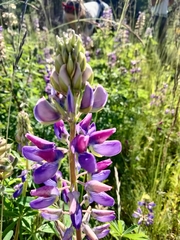 Lupinus albicaulis