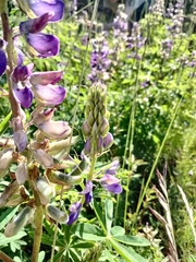 Lupinus albicaulis