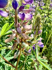 Lupinus albicaulis