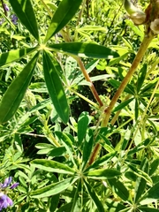 Lupinus albicaulis
