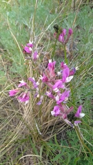 Astragalus macropus