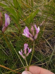 Astragalus macropus
