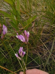 Astragalus macropus