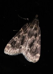 Aglossa caprealis