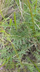 Astragalus macropus