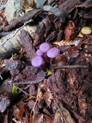 Laccaria masoniae