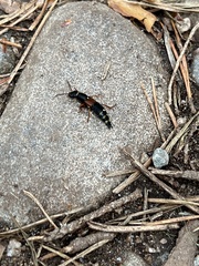 Staphylinus erythropterus