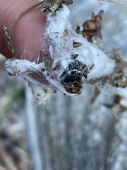 Phidippus kastoni