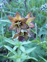 Fritillaria camschatcensis