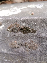 Bryophyta