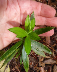 Pimelea longifolia