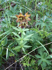 Fritillaria camschatcensis