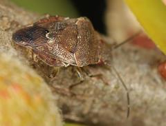 Uhlunga typica