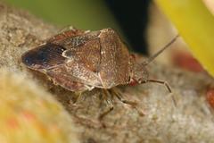 Uhlunga typica
