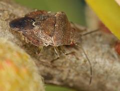 Uhlunga typica