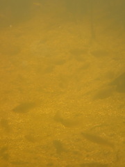 Poecilia latipinna