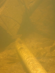 Poecilia latipinna