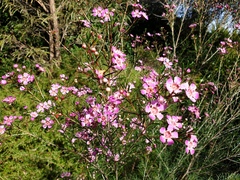 Chamelaucium uncinatum