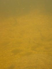 Poecilia latipinna