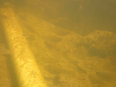 Poecilia latipinna
