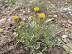 Erigeron bloomeri bloomeri