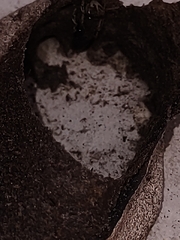 Nannotrigona testaceicornis