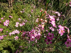 Chamelaucium uncinatum