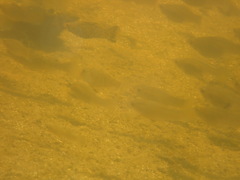 Poecilia latipinna
