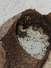 Nannotrigona testaceicornis