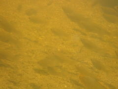 Poecilia latipinna