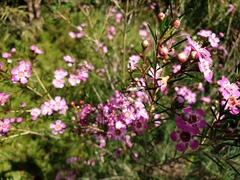 Chamelaucium uncinatum