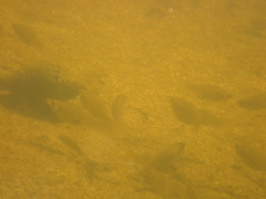 Poecilia latipinna