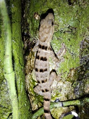 Gonatodes concinnatus