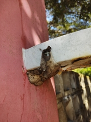 Nannotrigona testaceicornis