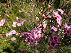 Chamelaucium uncinatum