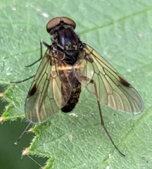 Chrysopilus cristatus